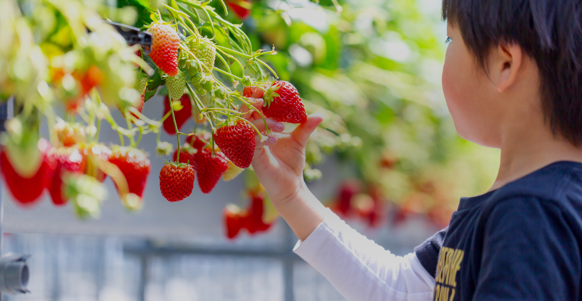 八女から、最高峰のあまおうを。  生産から加工・販売まで一貫した、 特別ないちごをあなたへ。